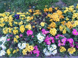 SAMSUNG CAMERA PICTURES